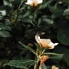 Moustique_naturel_Rose&Bergamote